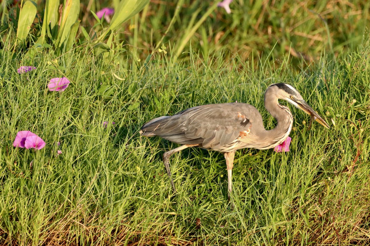 Garza Azulada - ML623237297