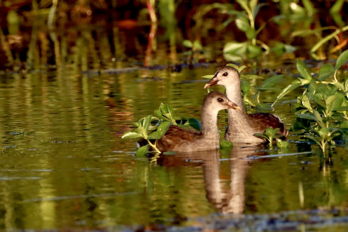 Gallinule d'Amérique - ML623237305