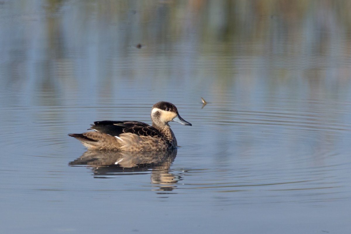 Blue-billed Teal - ML623237350