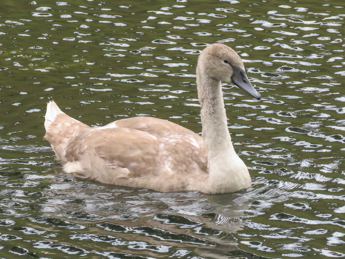 Mute Swan - ML623237367