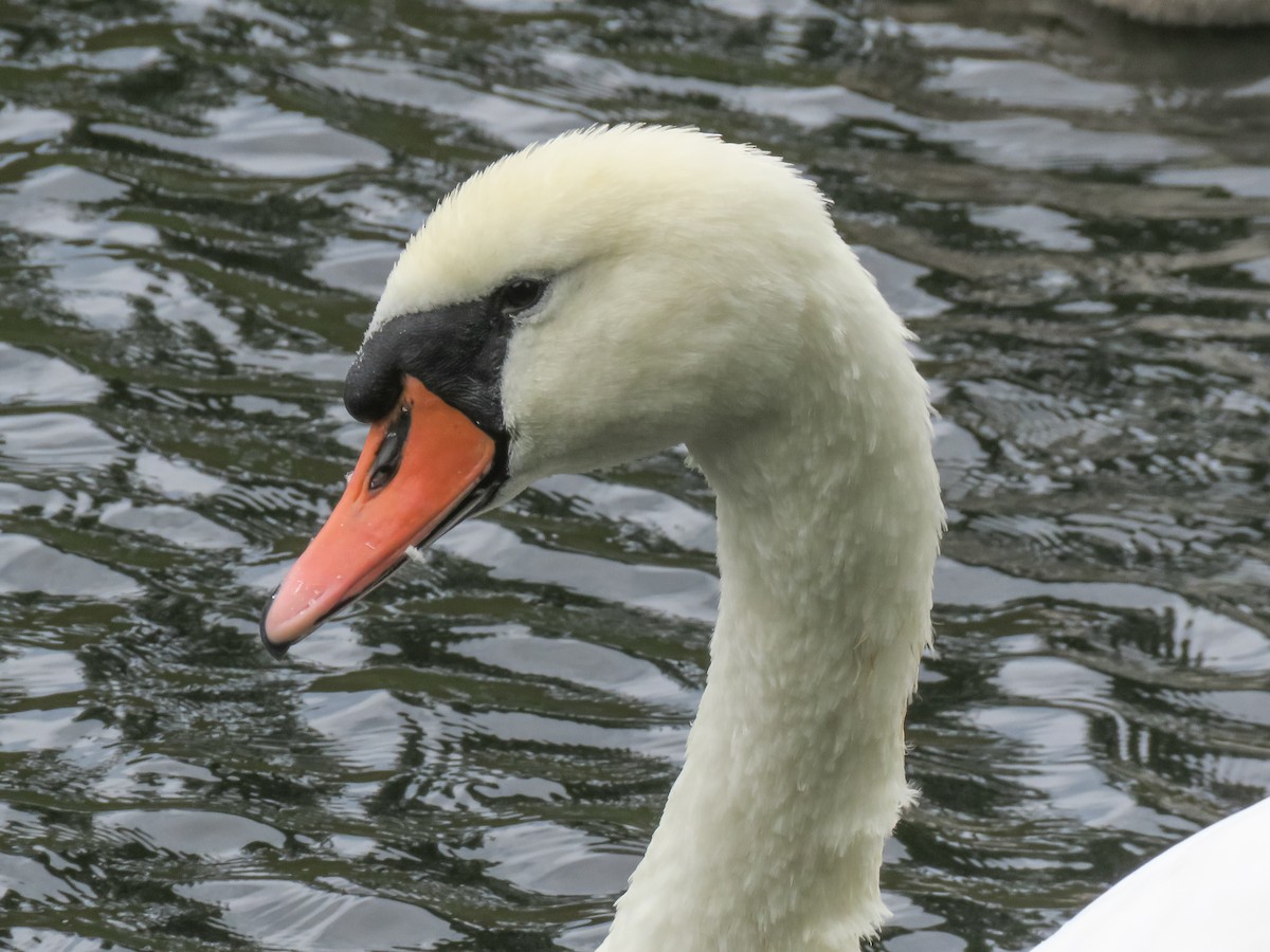 Mute Swan - ML623237373