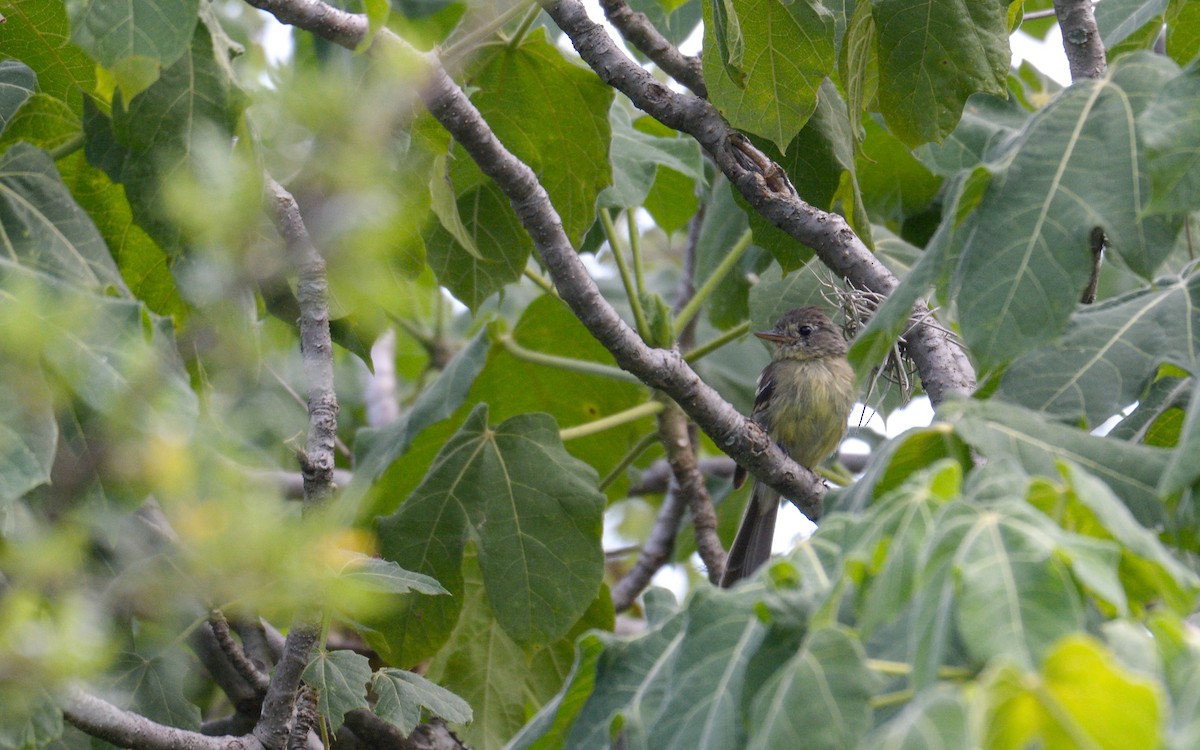 Pileated Flycatcher - ML623237395