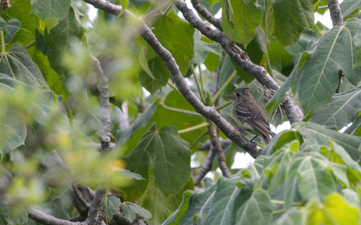 Pileated Flycatcher - ML623237396