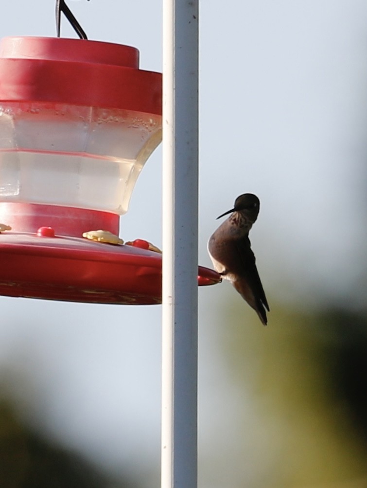 Rufous Hummingbird - ML623237414