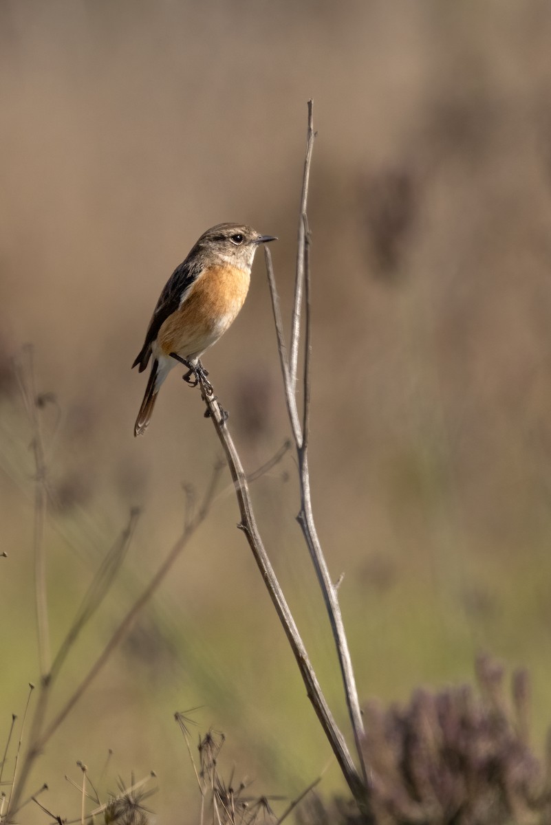 African Stonechat - ML623237444