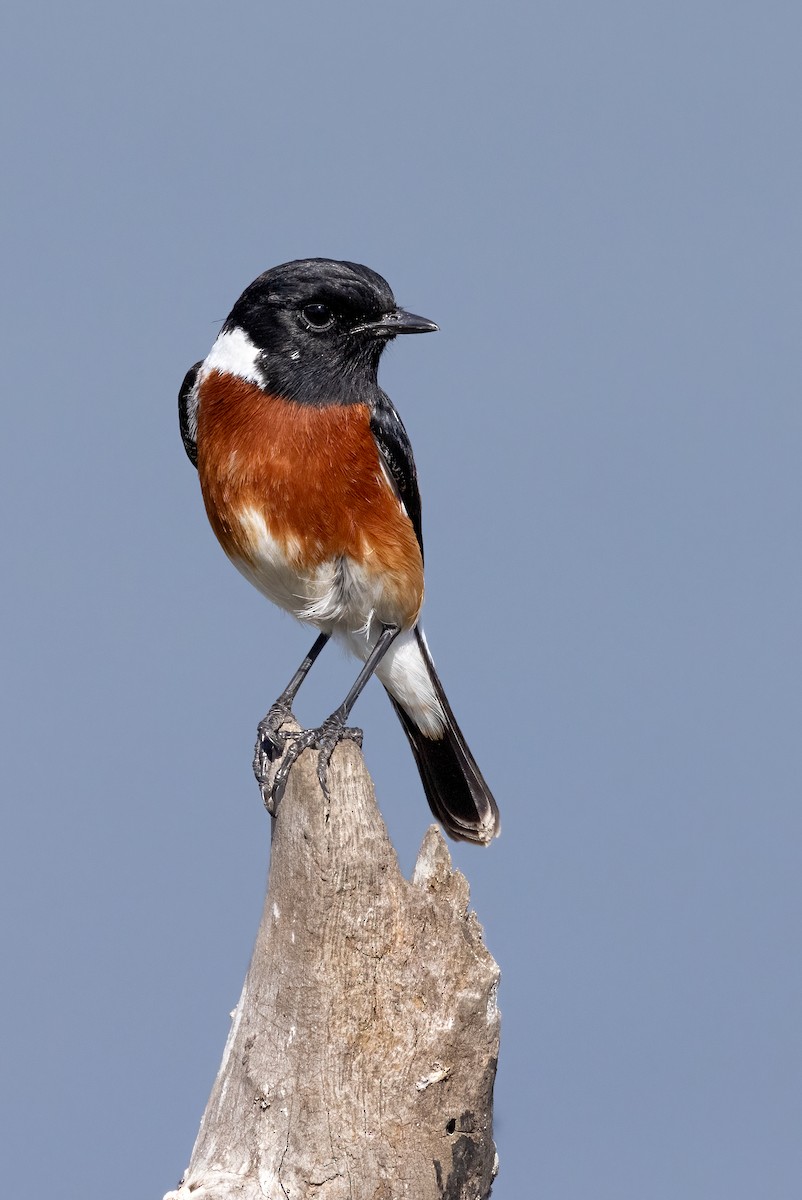 African Stonechat - ML623237445