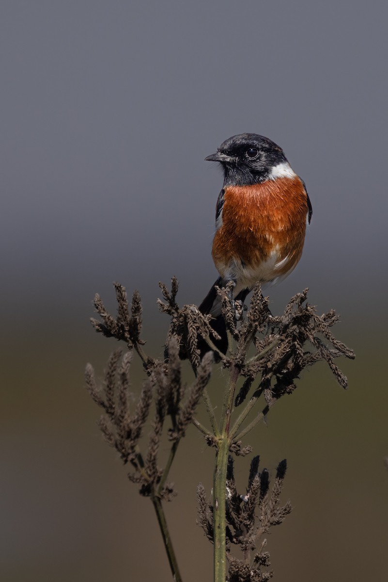 African Stonechat - ML623237446