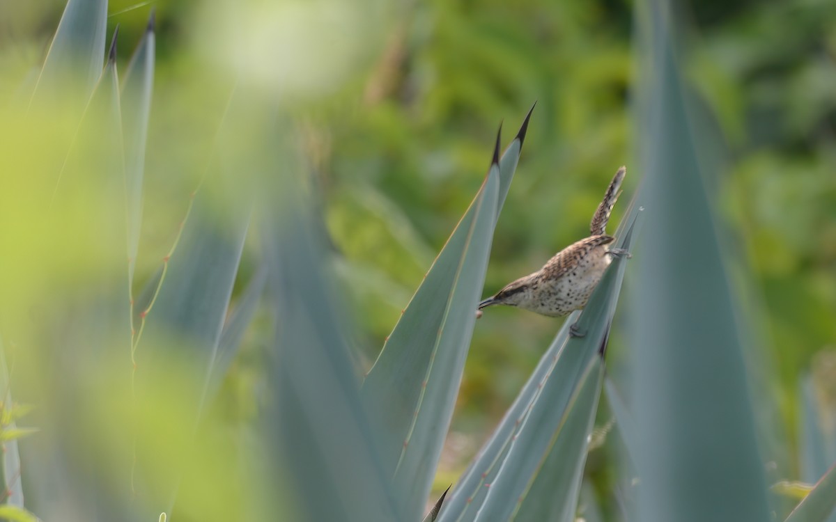 Boucard's Wren - ML623237473