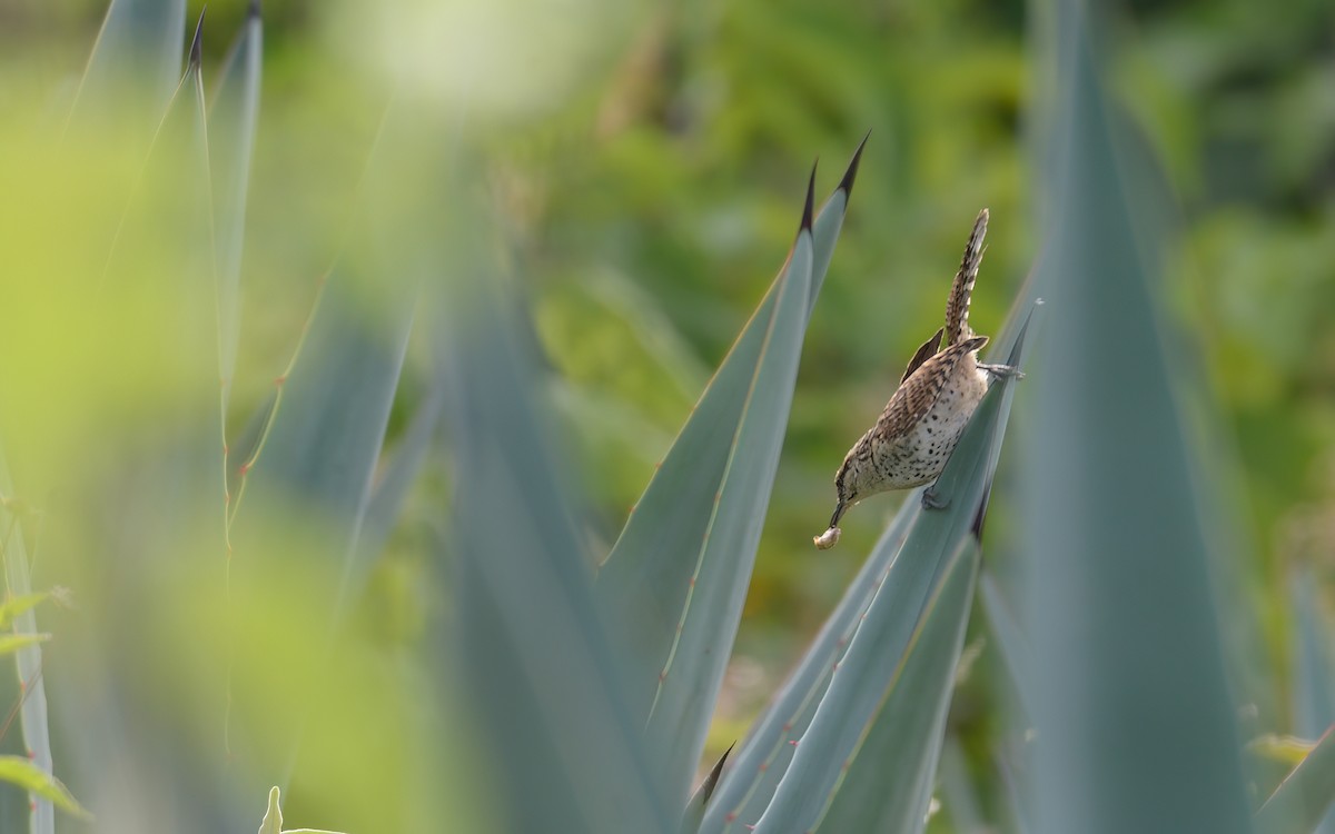 Boucard's Wren - ML623237474