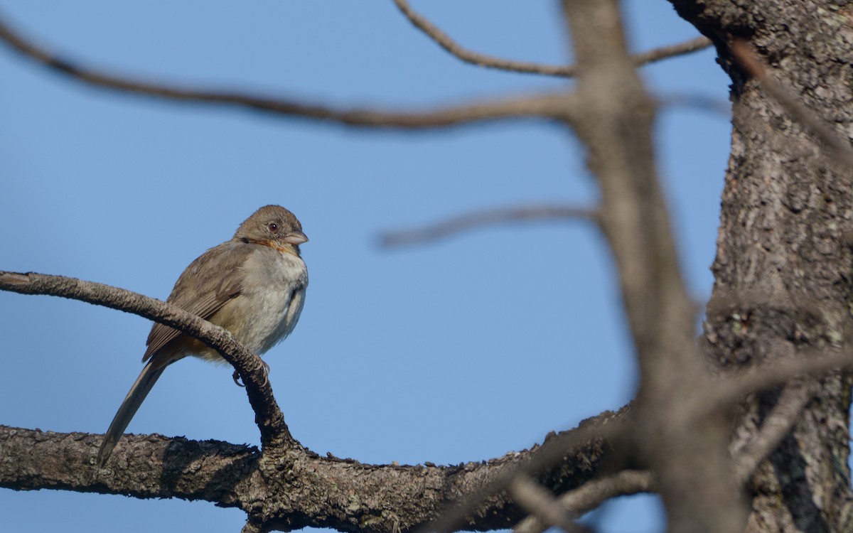 White-throated Towhee - ML623237522