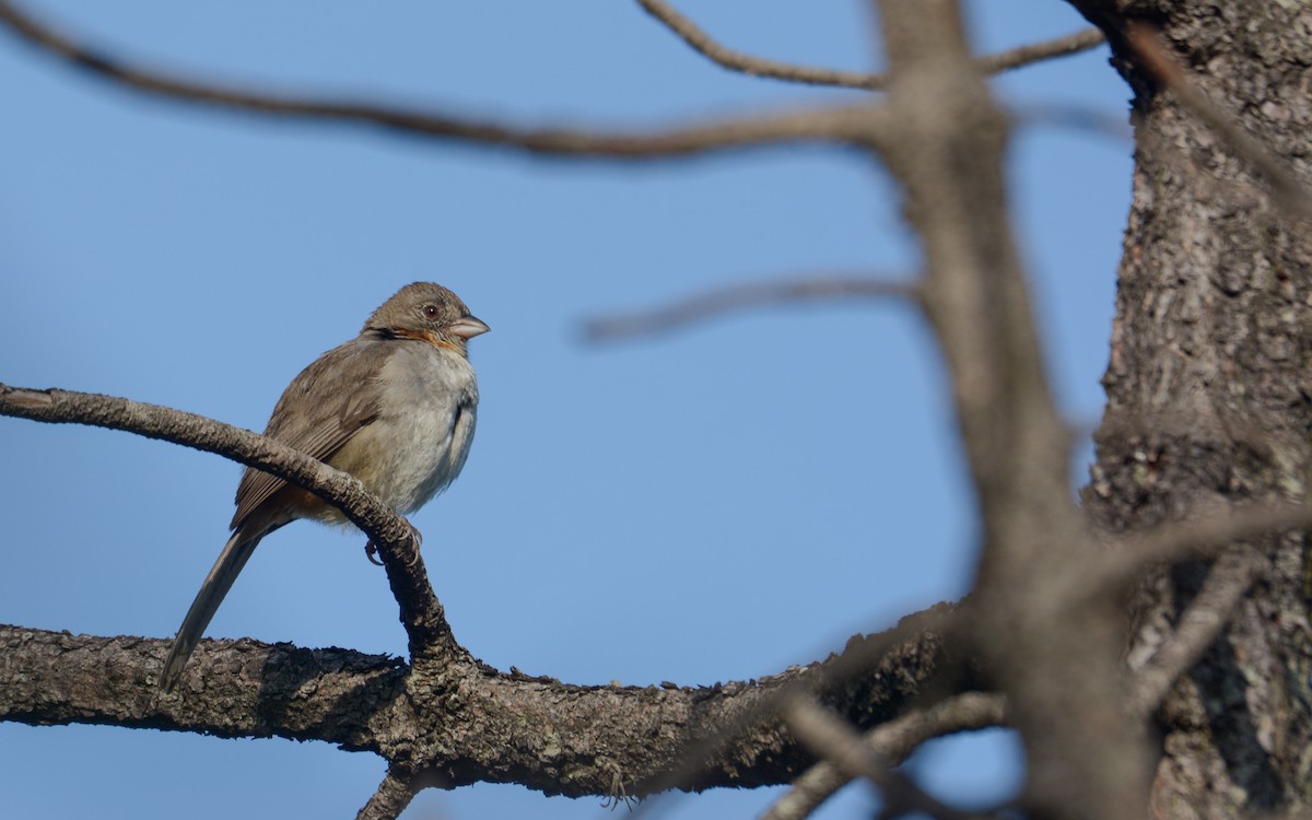 White-throated Towhee - ML623237523