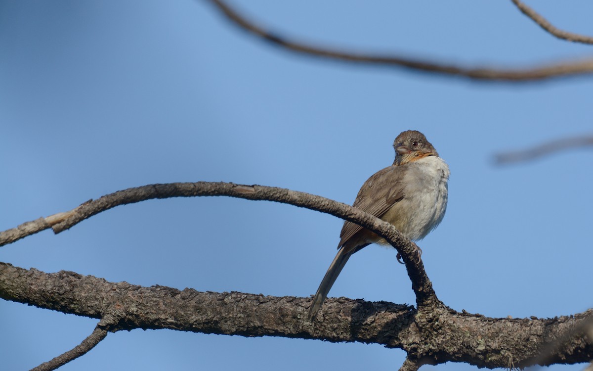 White-throated Towhee - Luis Trinchan