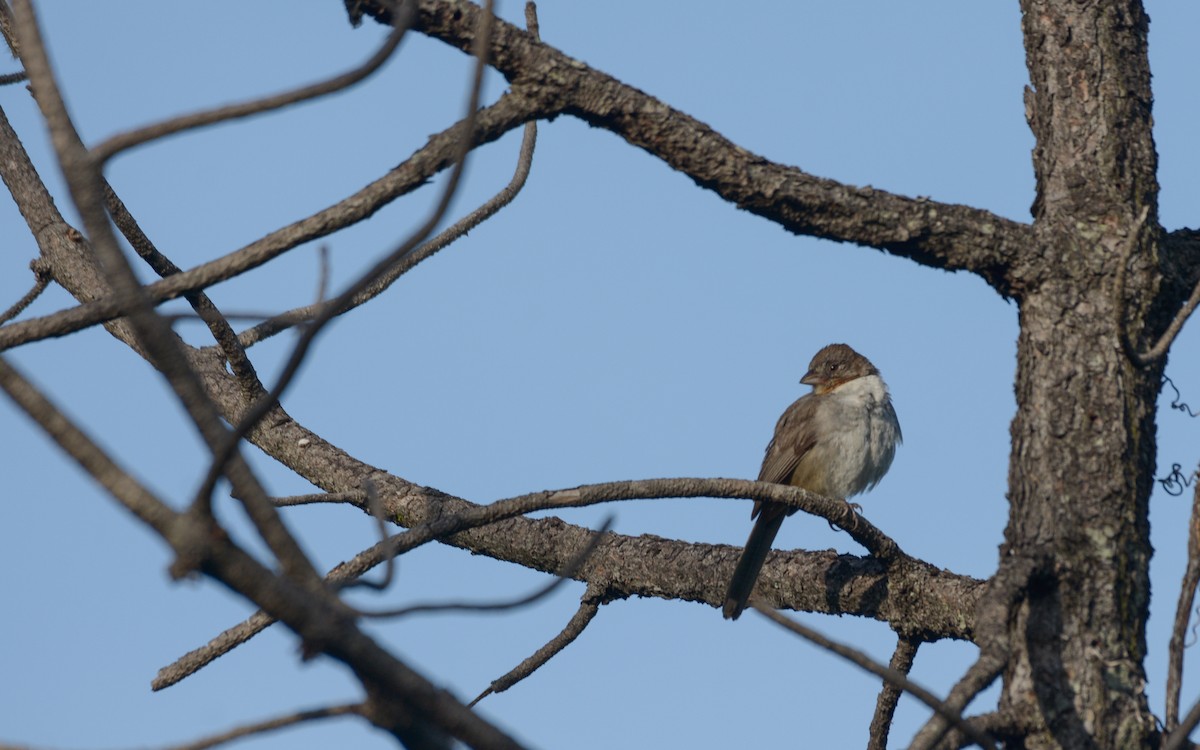 White-throated Towhee - ML623237526