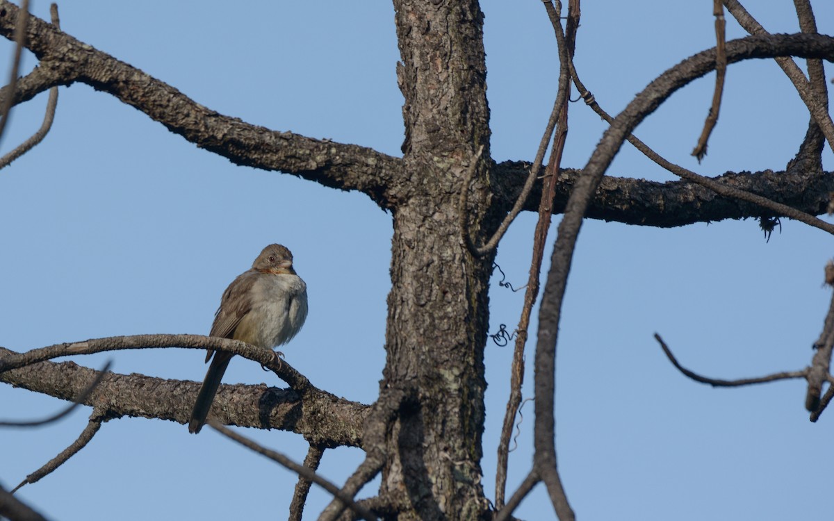 White-throated Towhee - Luis Trinchan