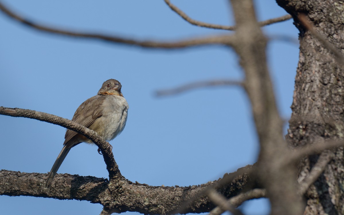 White-throated Towhee - ML623237528