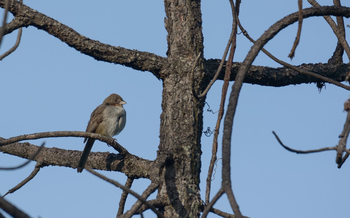 White-throated Towhee - ML623237530