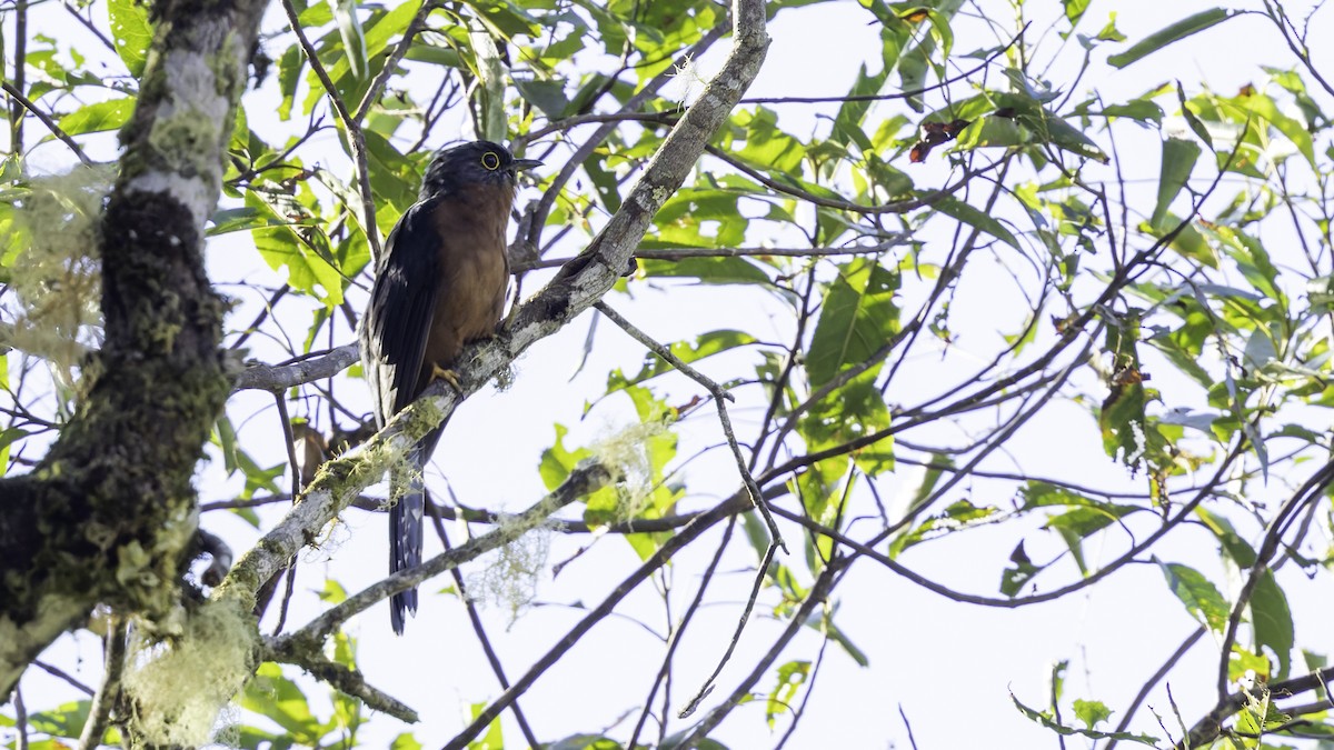 Chestnut-breasted Cuckoo - ML623237548