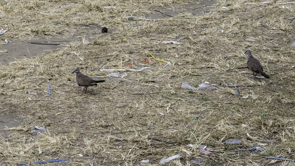 Spotted Dove - ML623237570