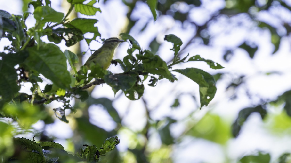 Island Leaf Warbler (New Guinea) - ML623237592