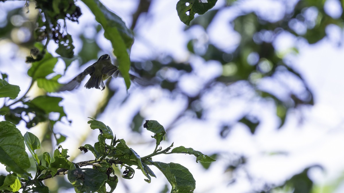 Island Leaf Warbler (New Guinea) - ML623237604