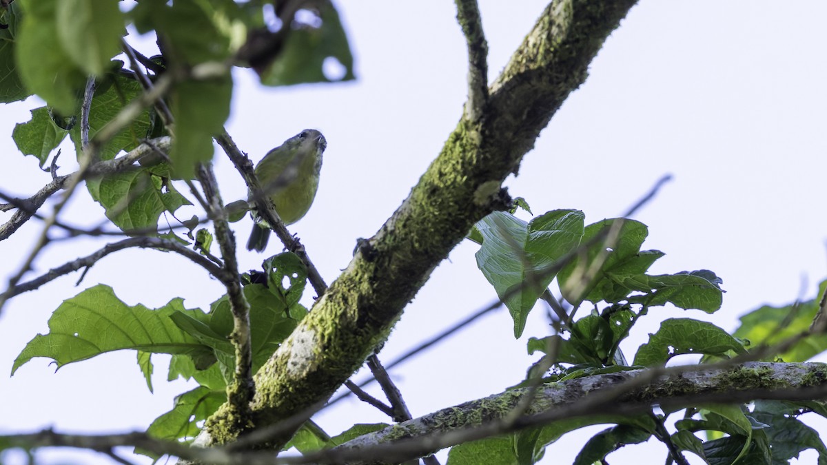 Island Leaf Warbler (New Guinea) - ML623237609