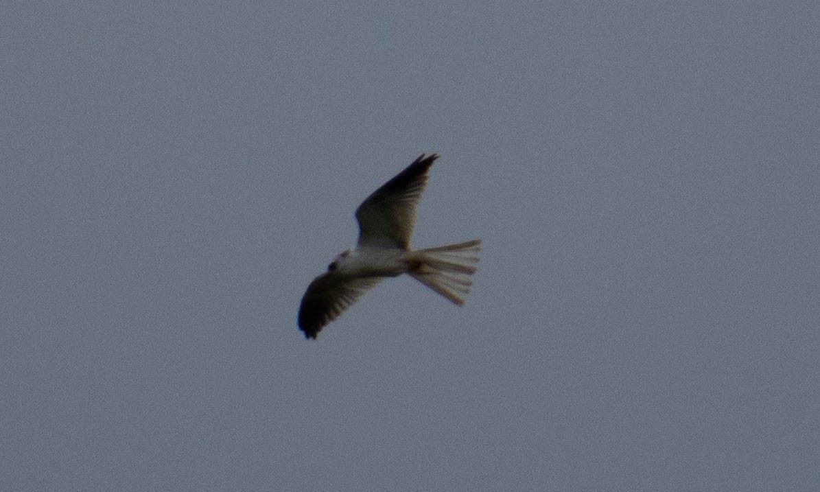 White-tailed Kite - ML623237610