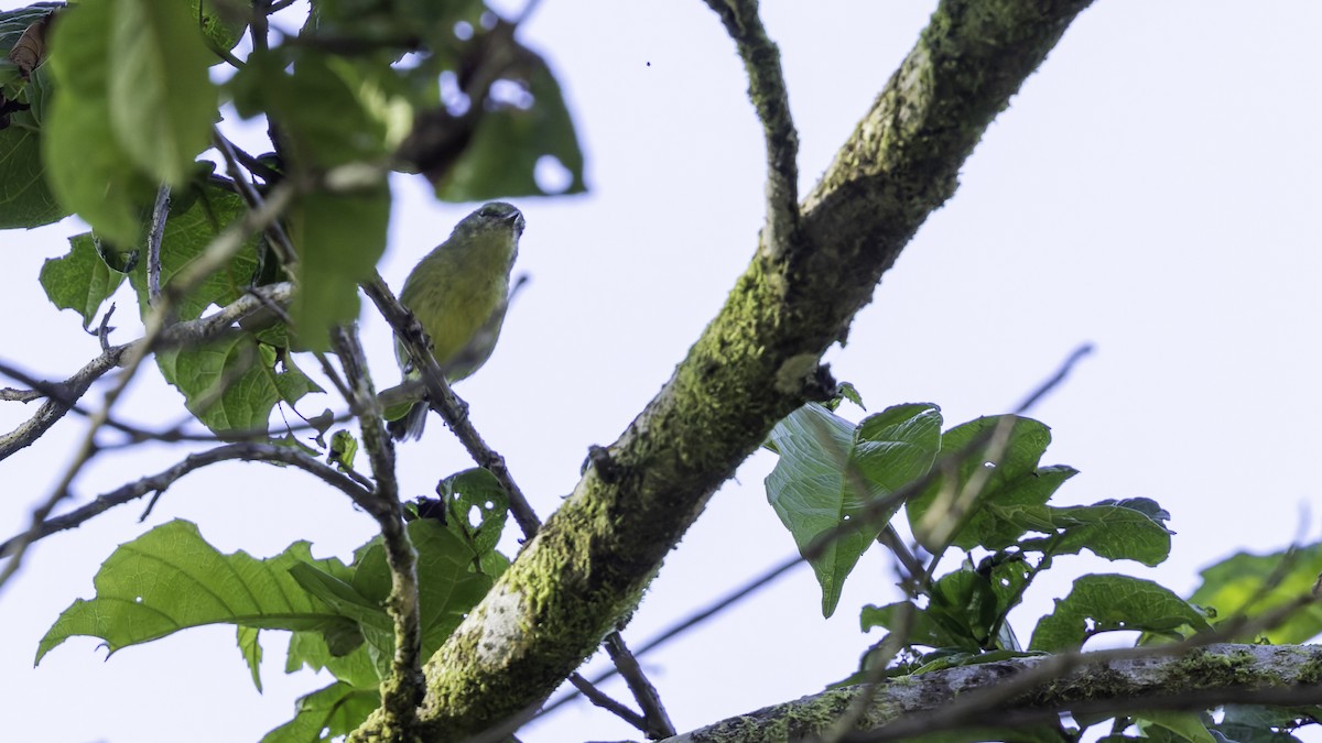 Island Leaf Warbler (New Guinea) - ML623237615