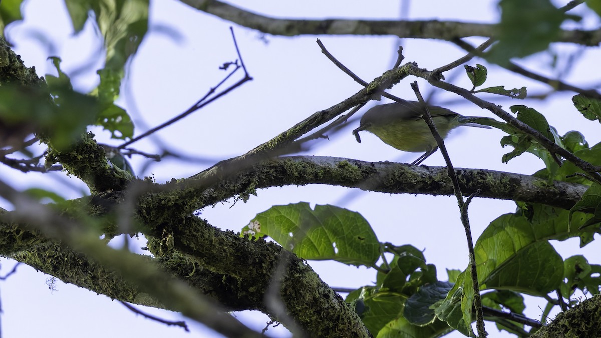 Island Leaf Warbler (New Guinea) - ML623237619