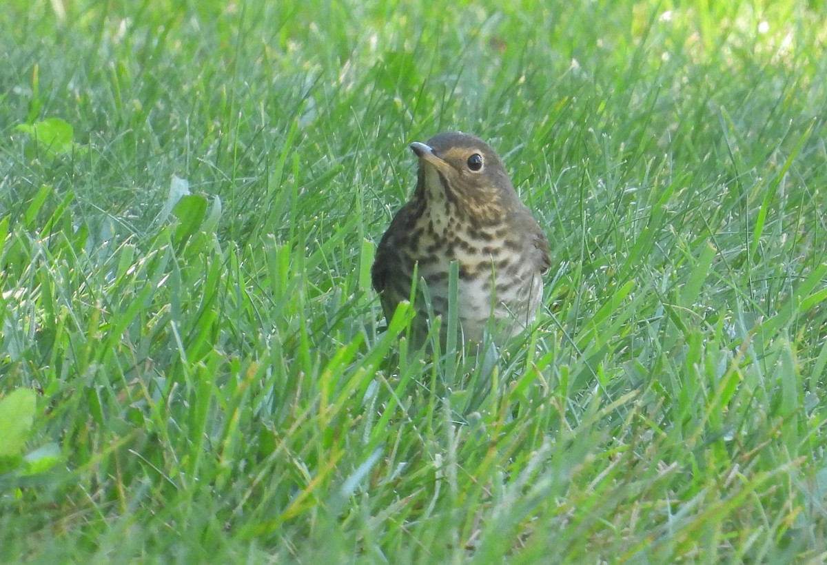 Swainson's Thrush - ML623237620