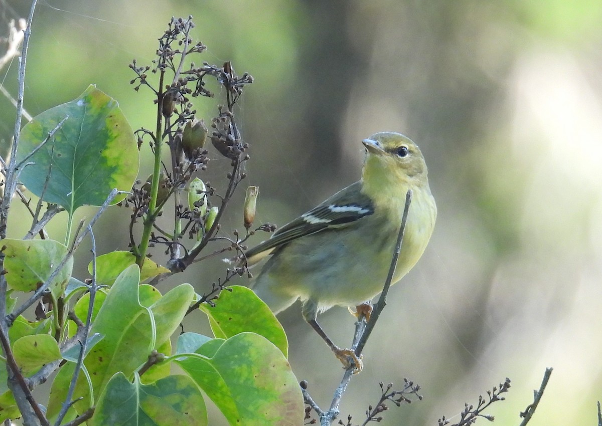 Blackpoll Warbler - ML623237622