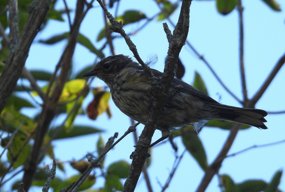 Yellow-rumped Warbler - ML623237625