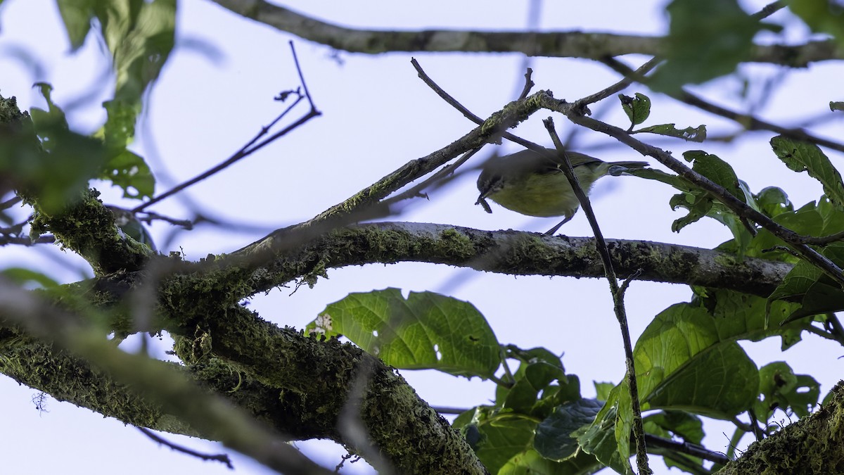 Island Leaf Warbler (New Guinea) - ML623237626