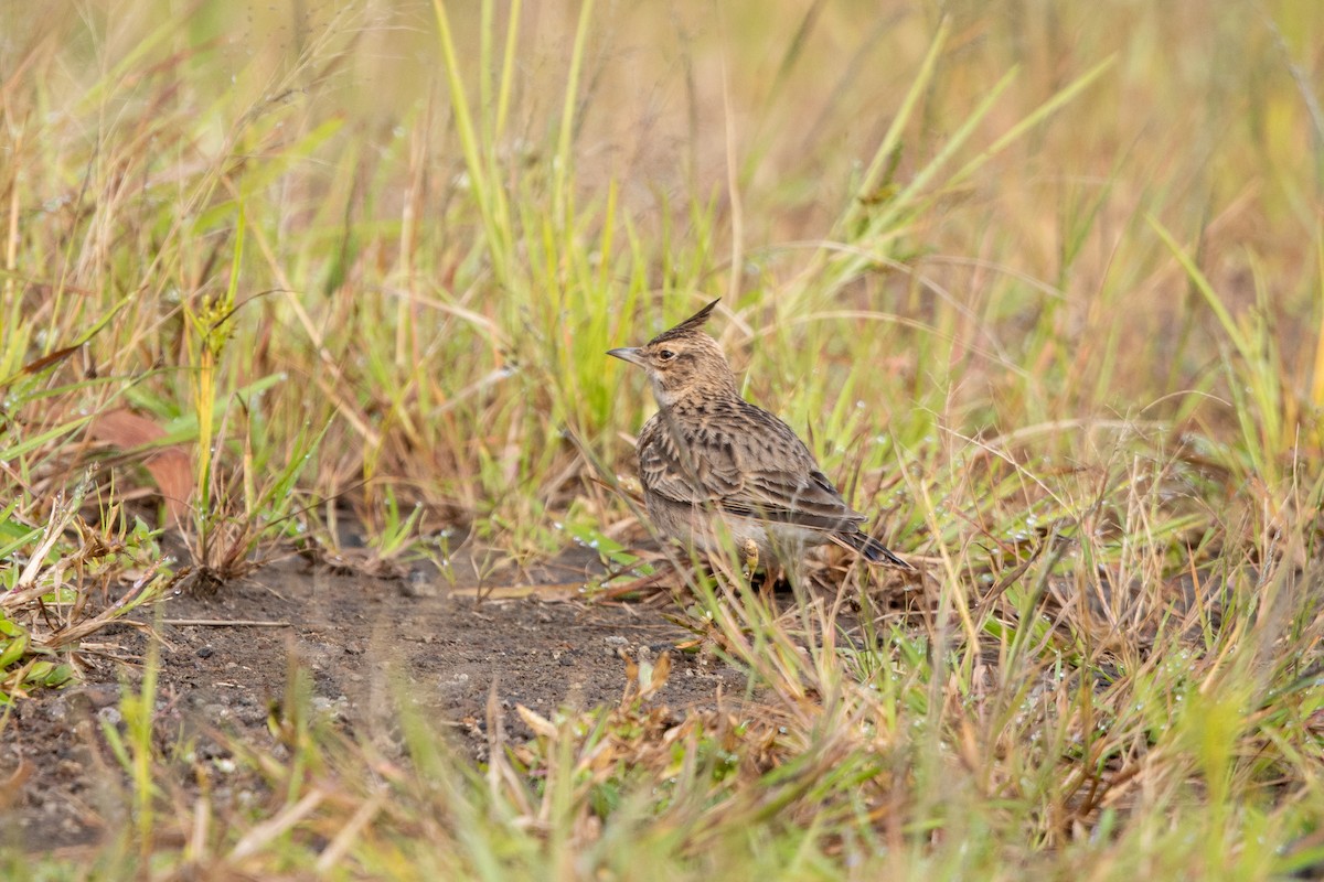 Malabar Lark - ML623237629