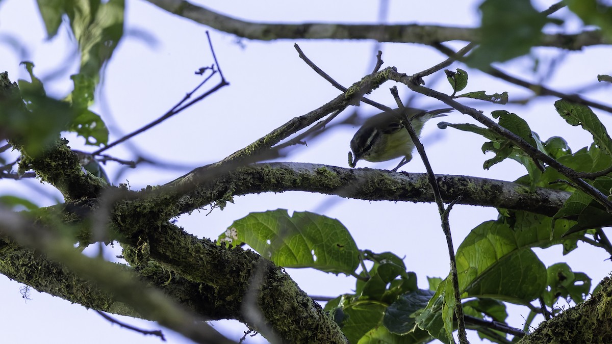 Island Leaf Warbler (New Guinea) - ML623237630