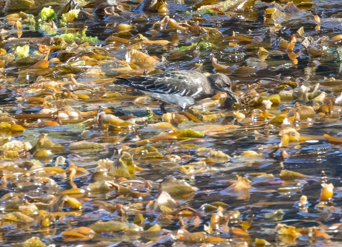 Black Turnstone - ML623237633