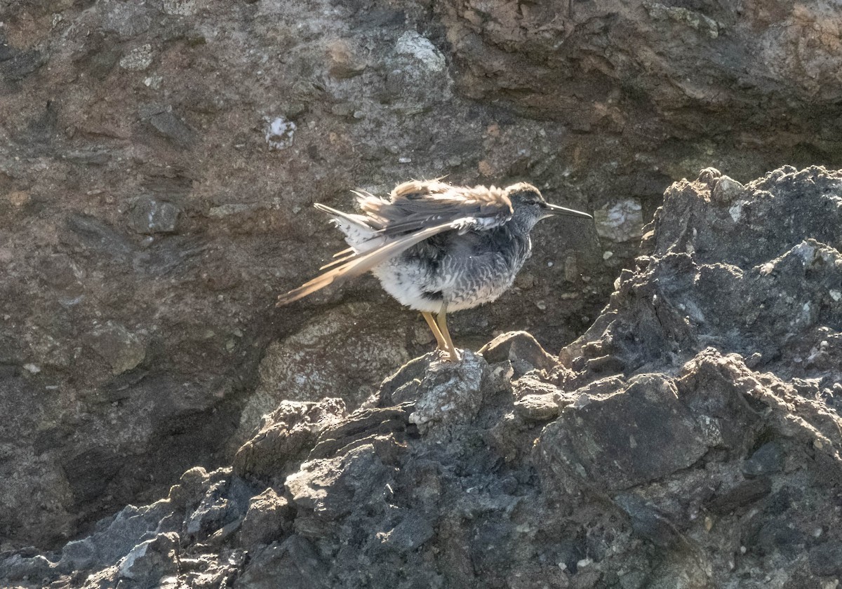 Wandering Tattler - ML623237643