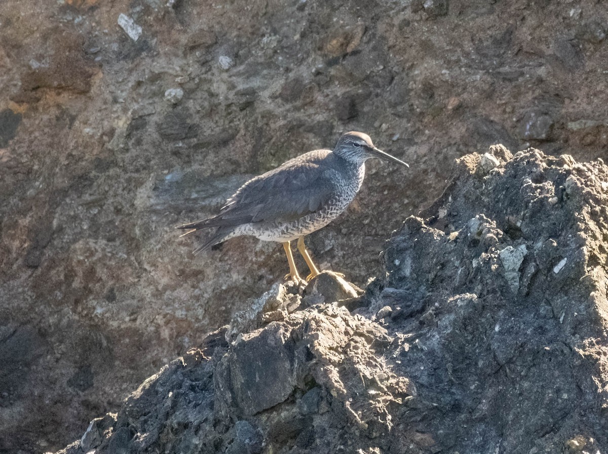 Wandering Tattler - ML623237644