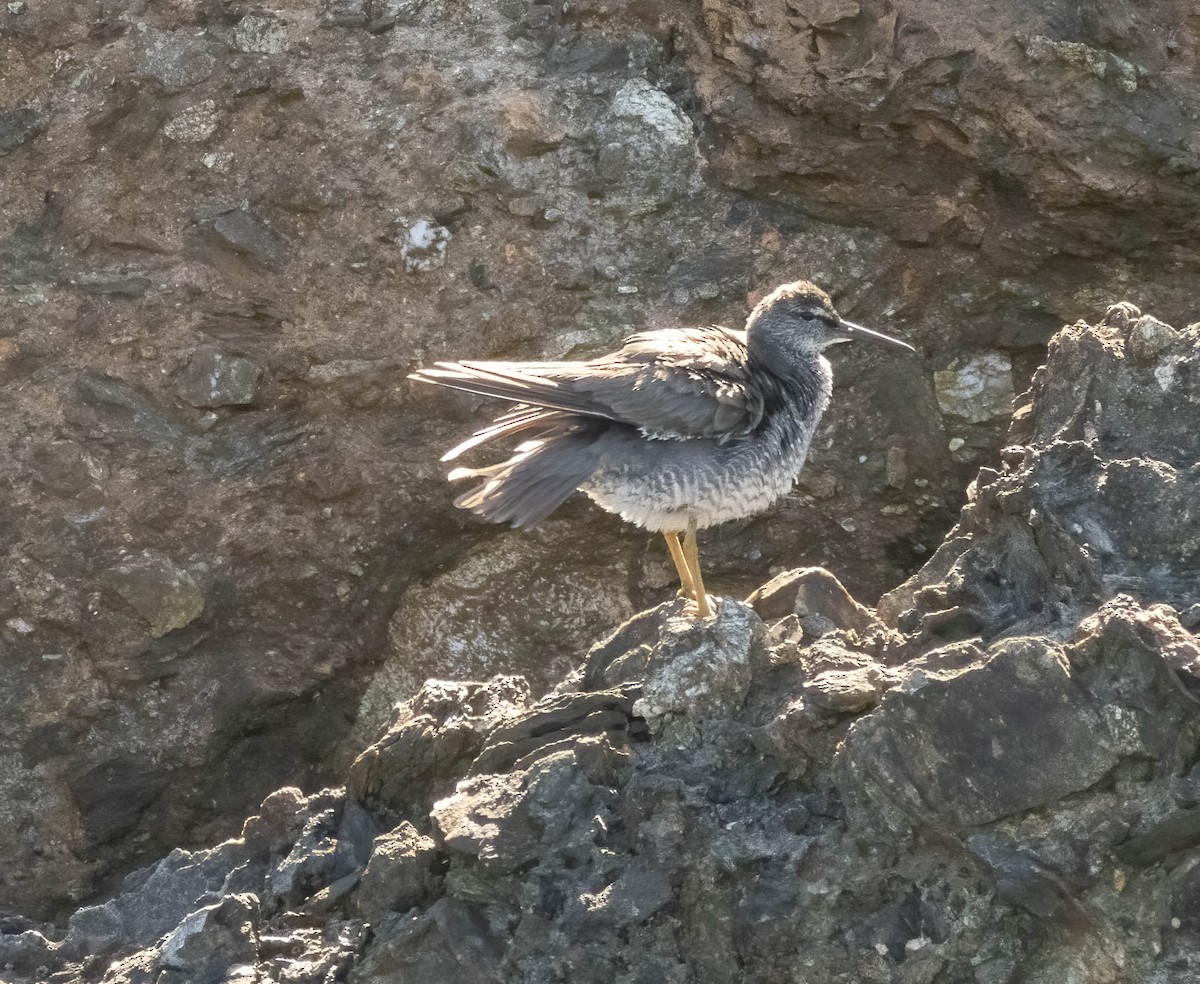 Wandering Tattler - ML623237645