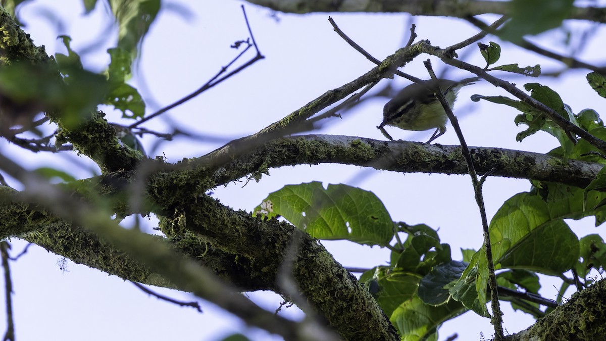 Island Leaf Warbler (New Guinea) - ML623237650