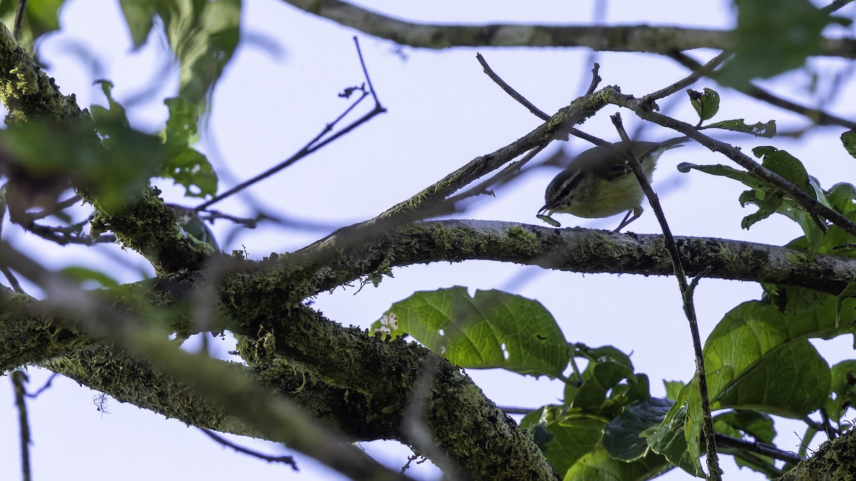 Island Leaf Warbler (New Guinea) - ML623237657