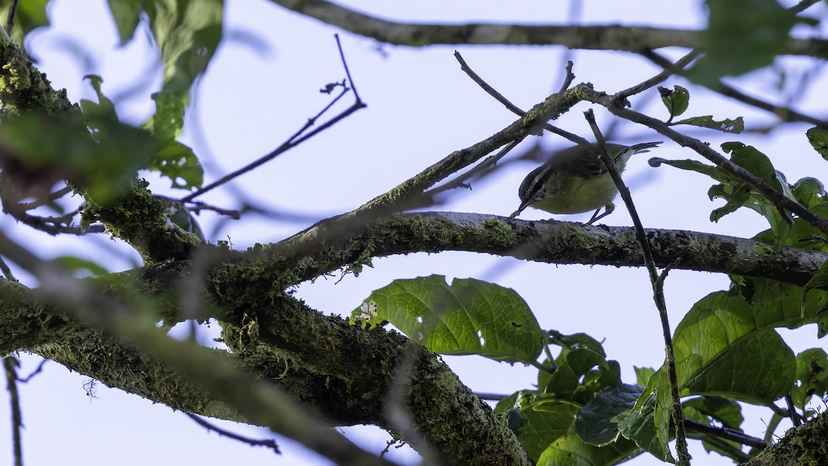 Island Leaf Warbler (New Guinea) - ML623237671