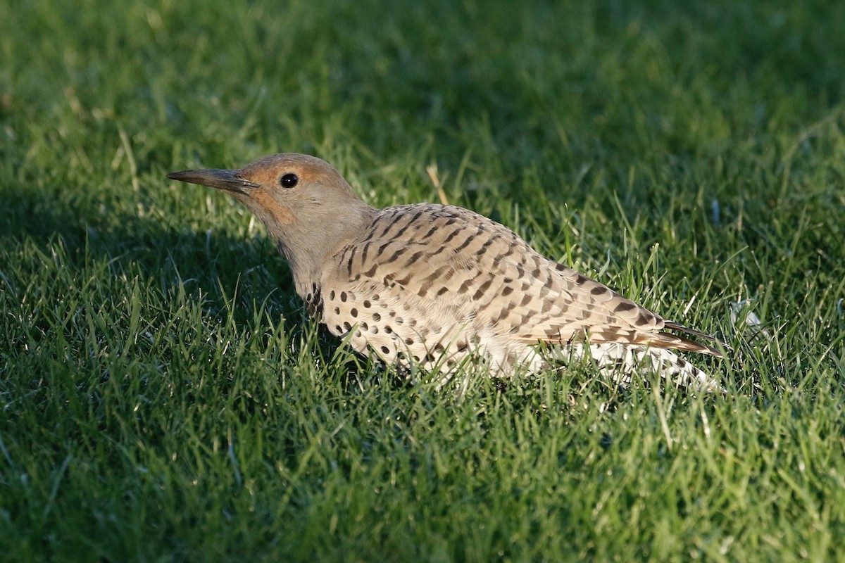 Northern Flicker - ML623237685