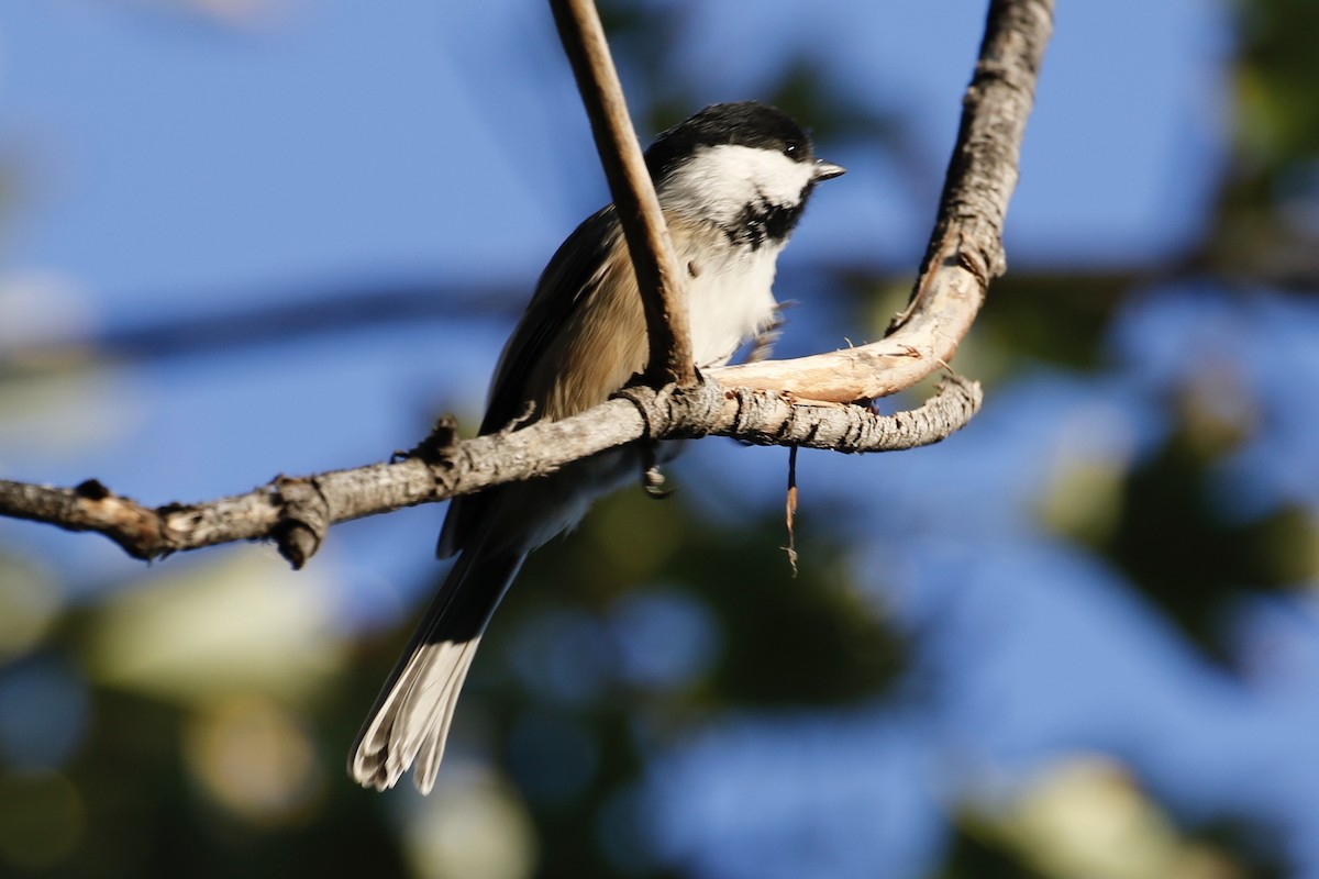 Black-capped Chickadee - ML623237695