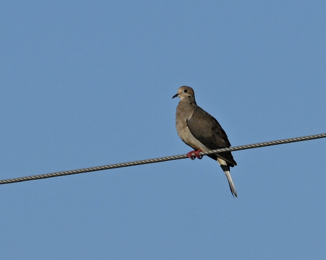 Mourning Dove - ML623237699