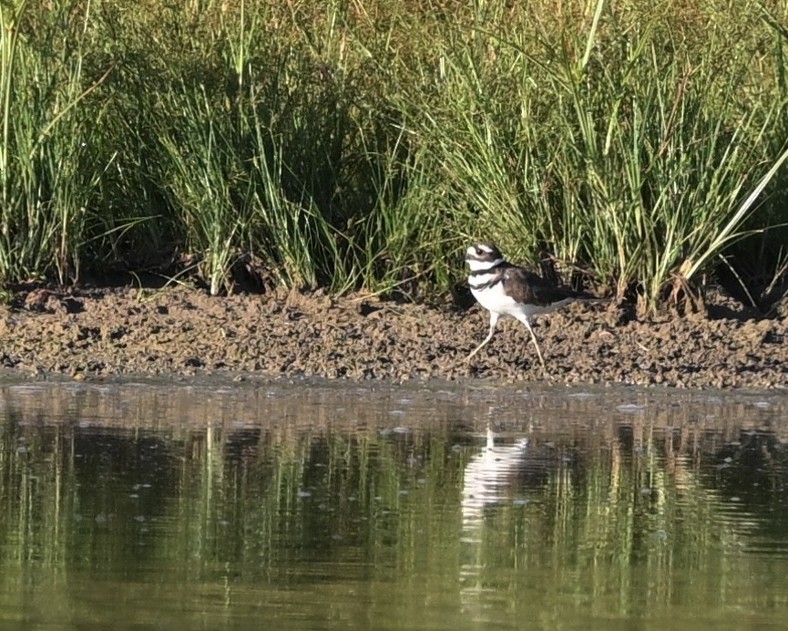 Killdeer - ML623237706