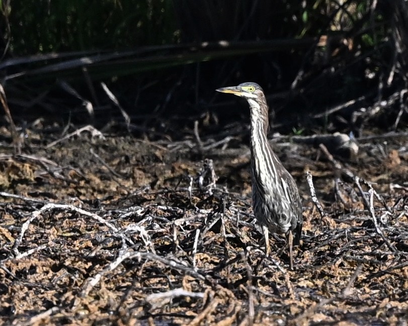 Green Heron - ML623237712