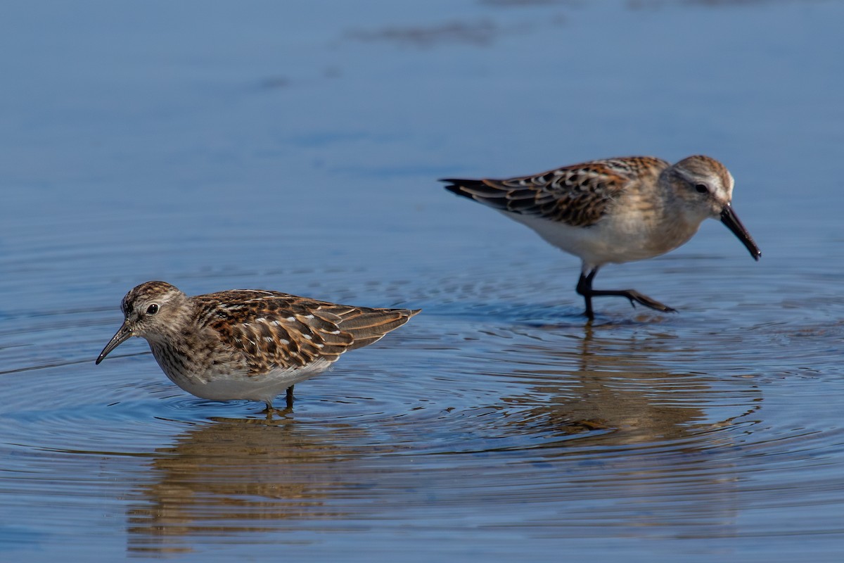 Least Sandpiper - ML623237716