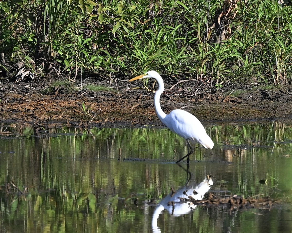 Great Egret - ML623237717