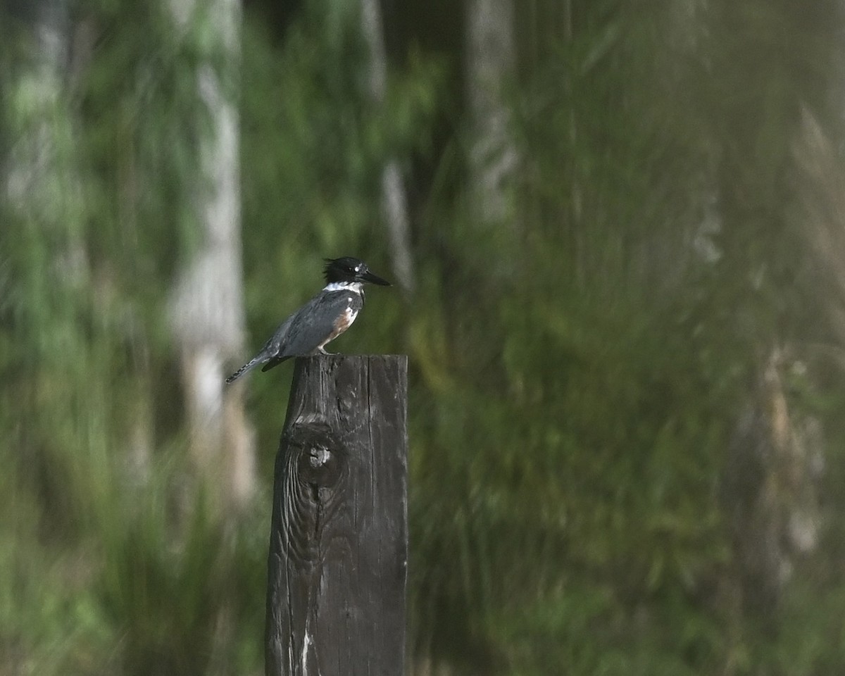 Belted Kingfisher - ML623237720