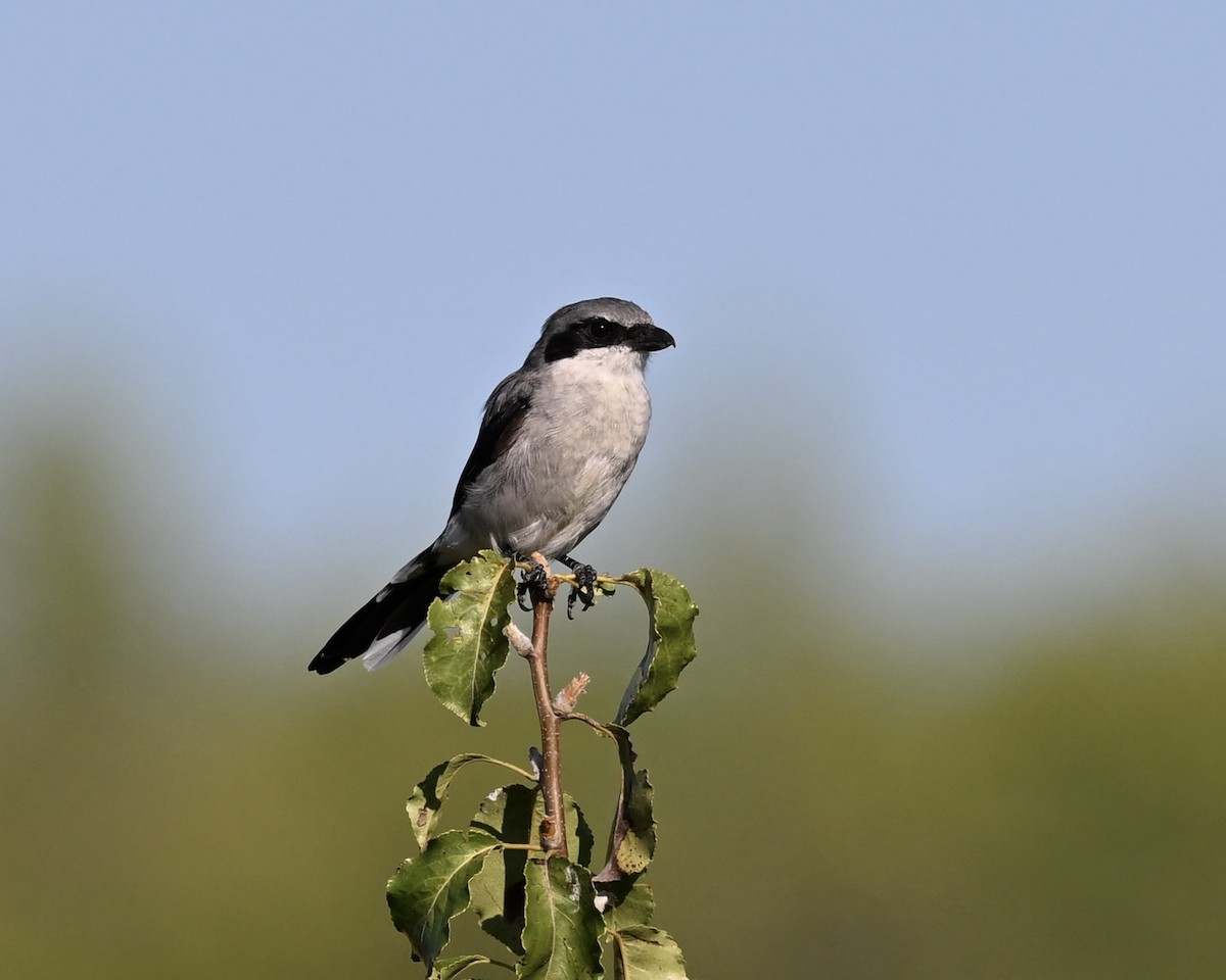 Loggerhead Shrike - ML623237722